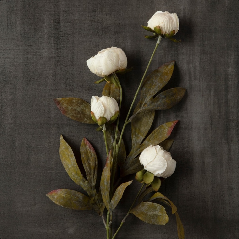 Cream White Michael’s Ashland Viral Peonies Flowers • Set of 8 Peony Stems